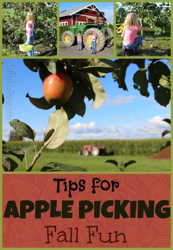 Apple Picking Tips for Fall Fun Activity with Kids - Tips for visiting an apple farm (orchard) via StuffedSuitcase.com