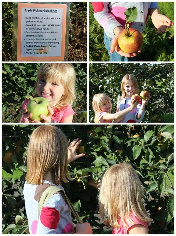 Apple Picking with Kids - Great Fall Activity for the Family StuffedSuitcase.com