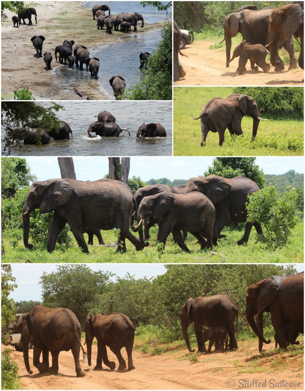 Elephants & more! Safari Animals seen in Botswana's Chobe National Park StuffedSuitcase.com