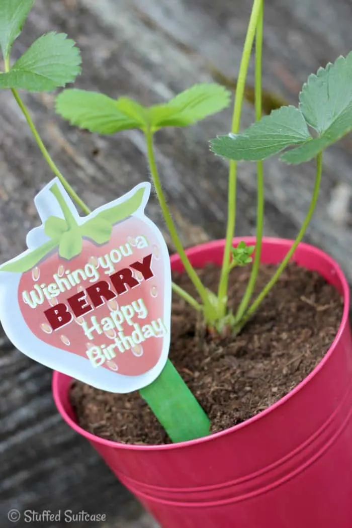 Strawberry Plant gift for a 
