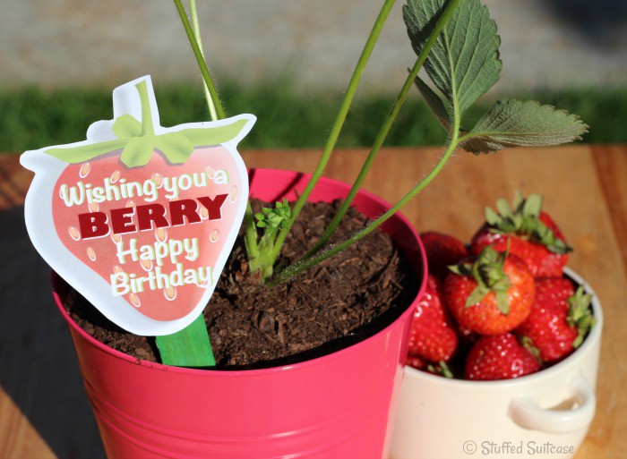Give a strawberry plant as a gift with this Berry Happy Birthday free printable StuffedSuitcase.com
