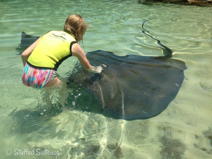 Giant Stingray at Discovery Cove