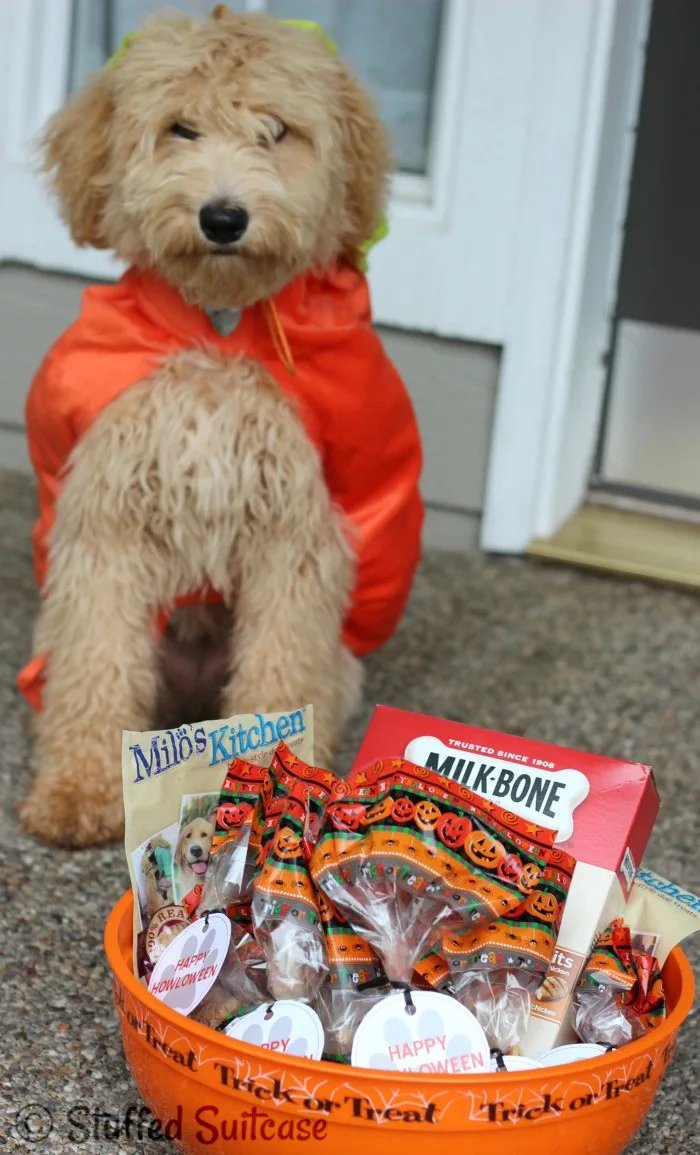 Happy Howloween from Sophie the Pumpkin Labradoodle