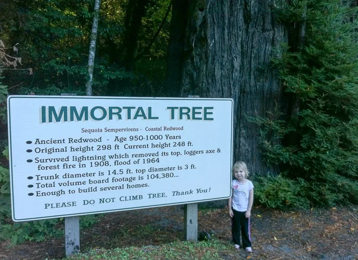 The Immortal Tree has survived lightening, forest fires, and logging. If only we could all be that strong!