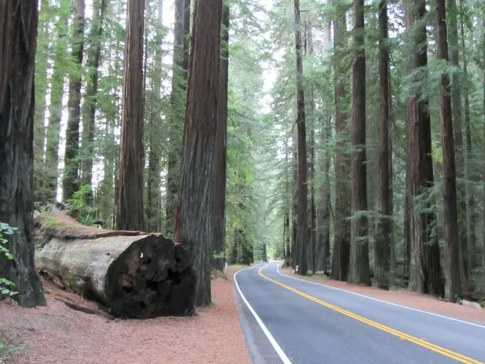 Gorgeous drives through the Redwood Forest and Hwy 101