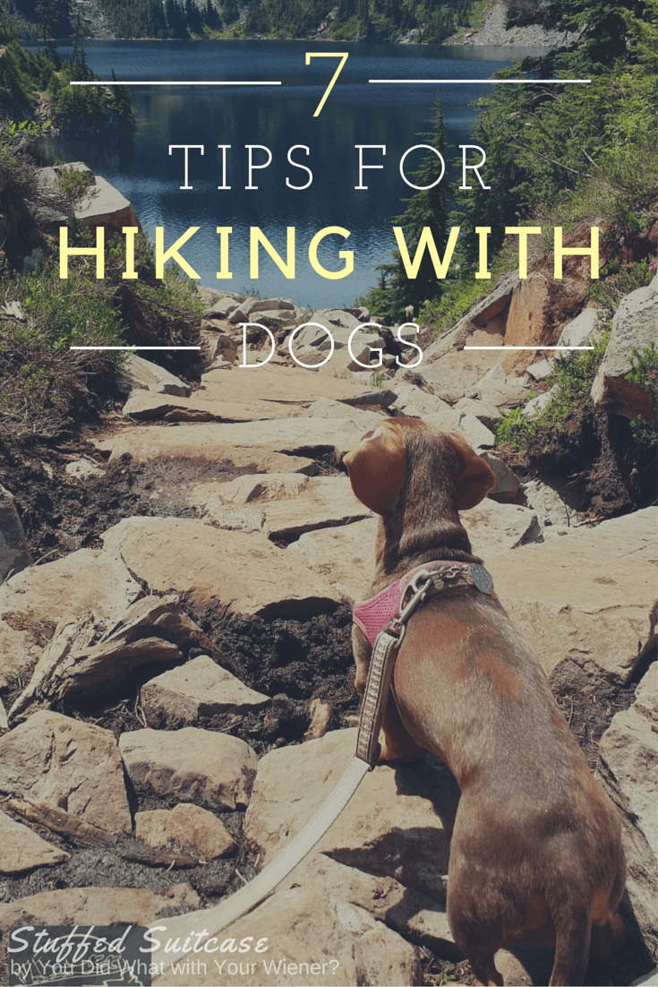 Helpful Tips for Hiking with Dogs and keeping your furry friends safe!
