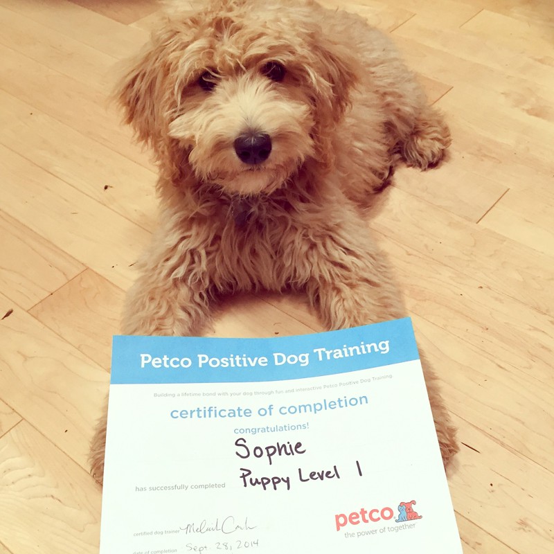 Sophie graduated puppy training brilliantly! 