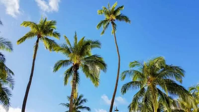 Top 10 Things You Must Do in Oahu, Hawaii