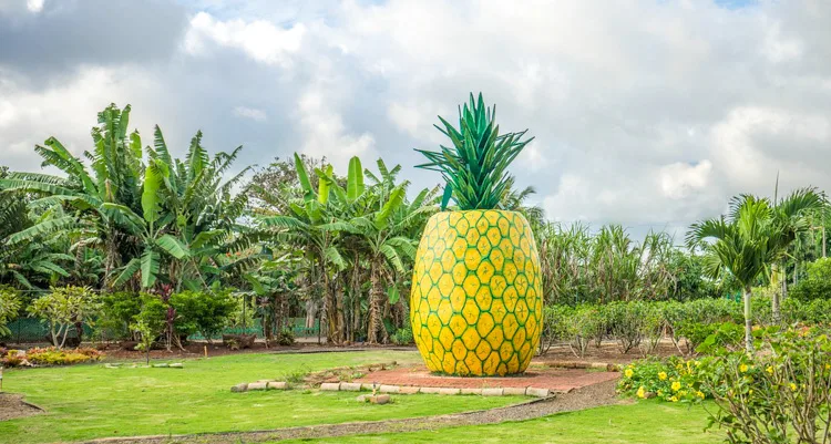 Visiting the Dole Plantation is a must do in Oahu