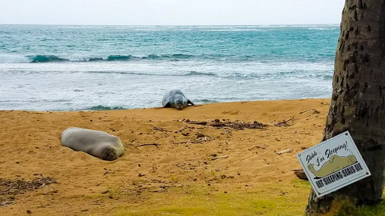 Hawaiian Monk Seals spotted along the eastern side of Oahu - wildlife spotting is a must do for travel to Oahu