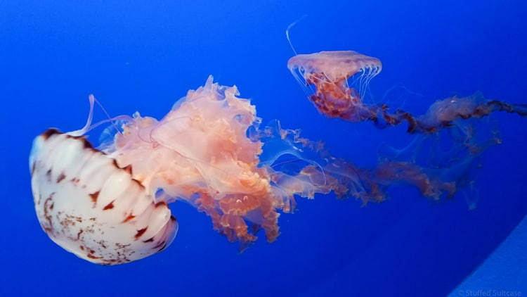 jellyfish at monterey bay aquarium