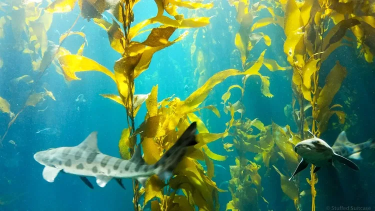 seaweed and shark at monterey bay aquarium