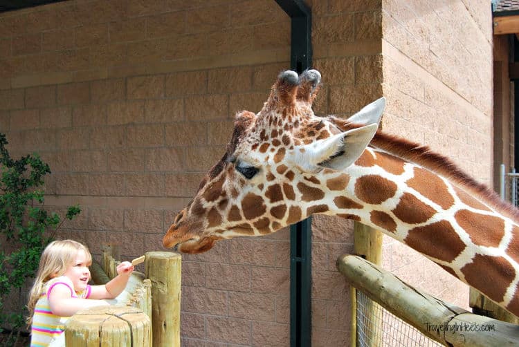 giraffe feeding