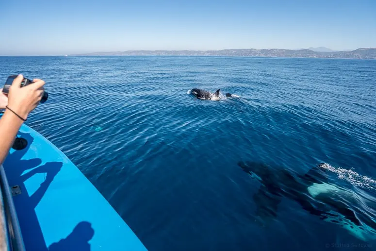 whale-watching-california-orca-whales
