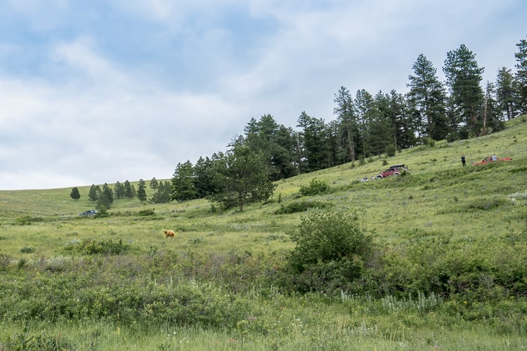 national bison range bear spotting