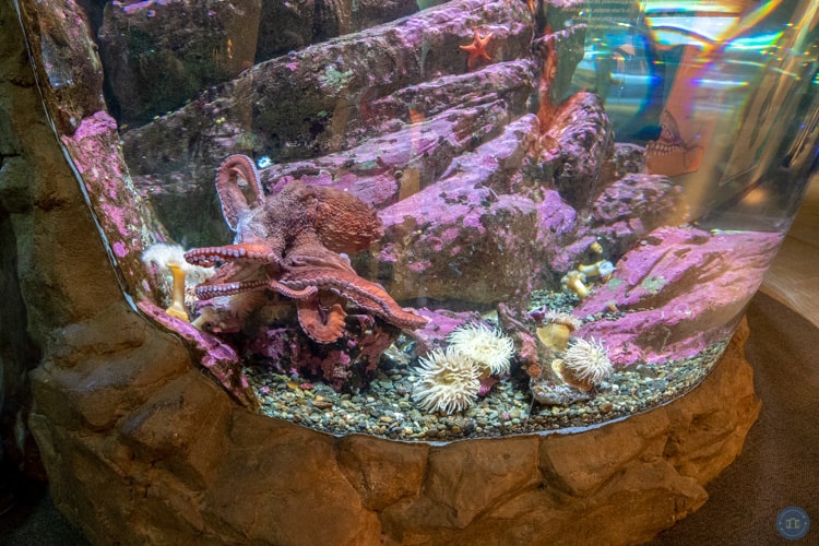 octopus at seattle aquarium