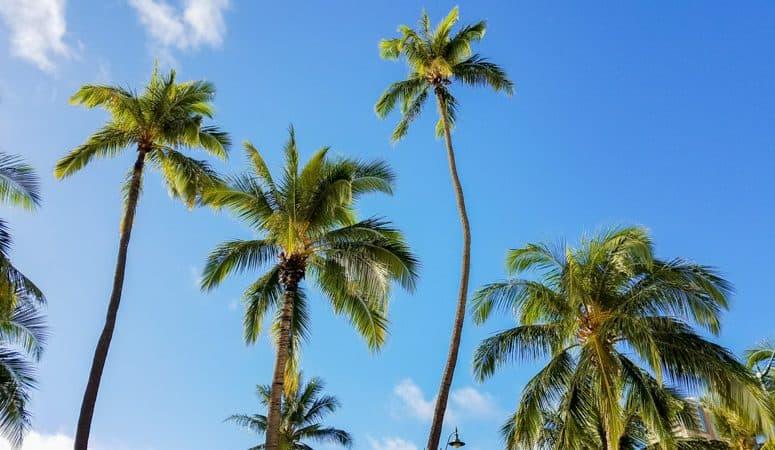 palm trees in hawaii