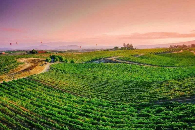 vineyards in Temecula Valley California