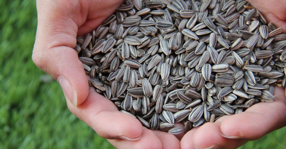 sunflower seeds in hands