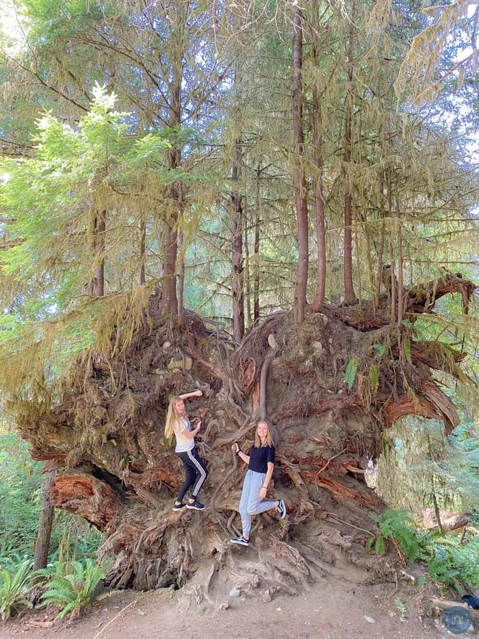 big trees at hoh rain forest in olympic national park