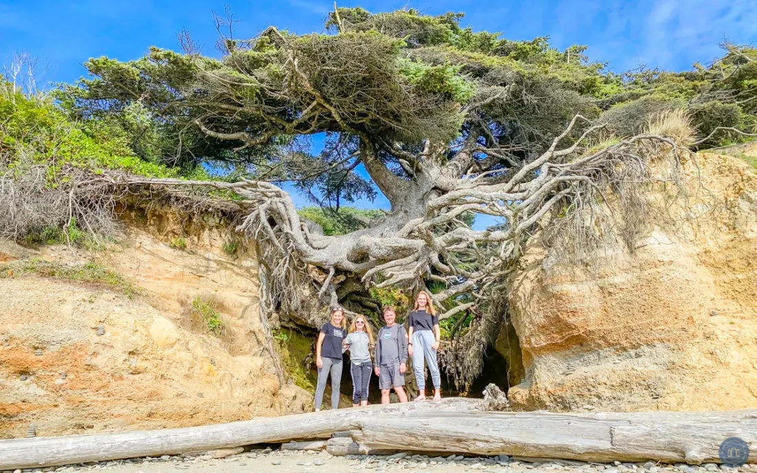 tree of life at kalaloch beach