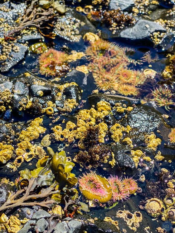 tide pool at olympic national park