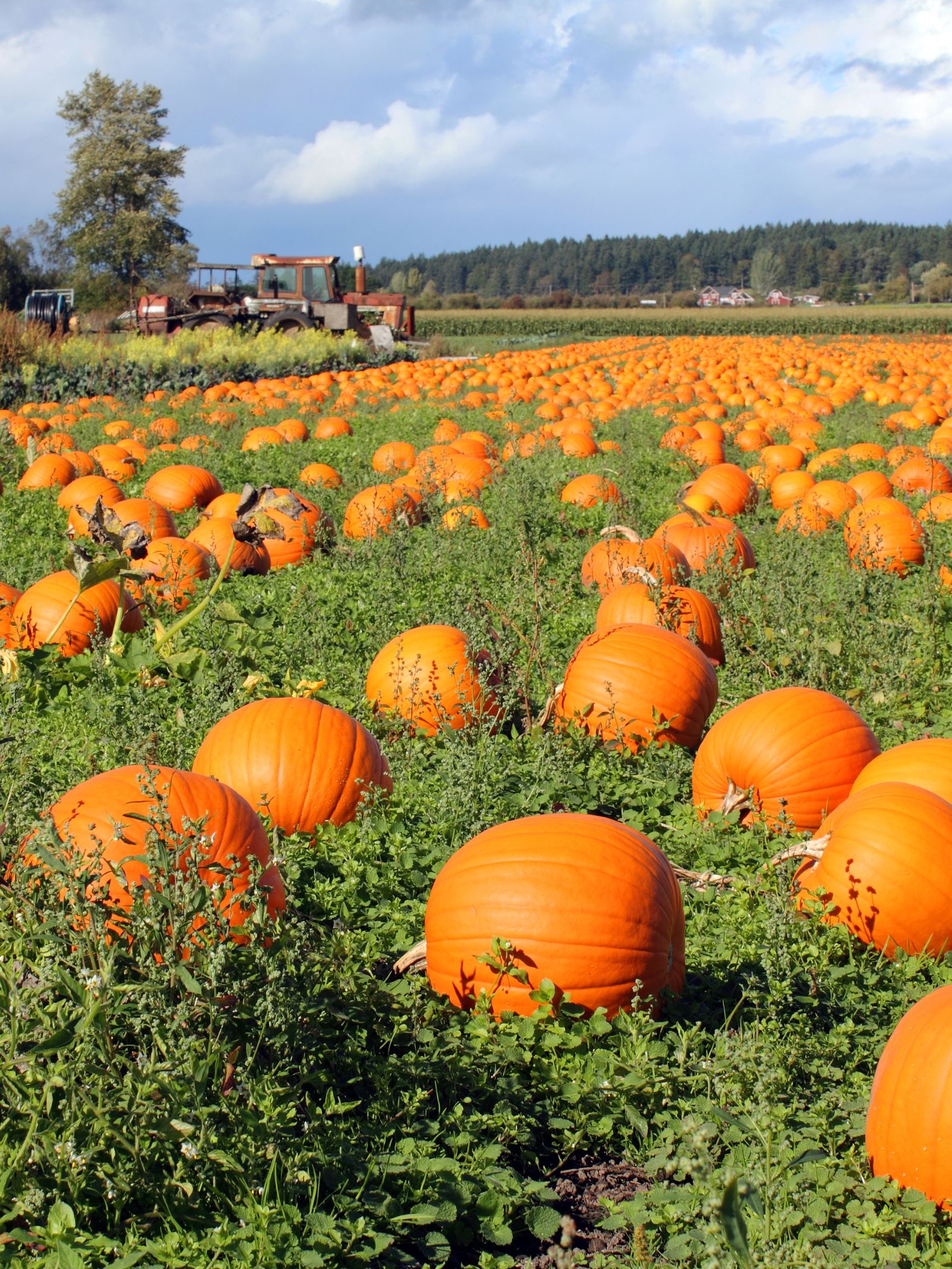 orange pumpkins in field