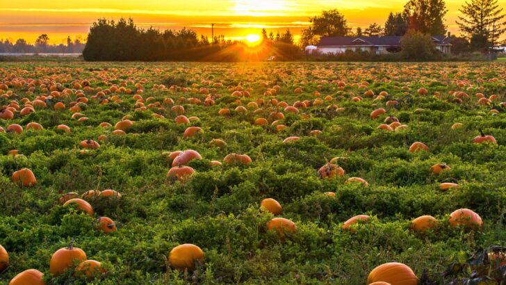 pumpkin patch field at sunset