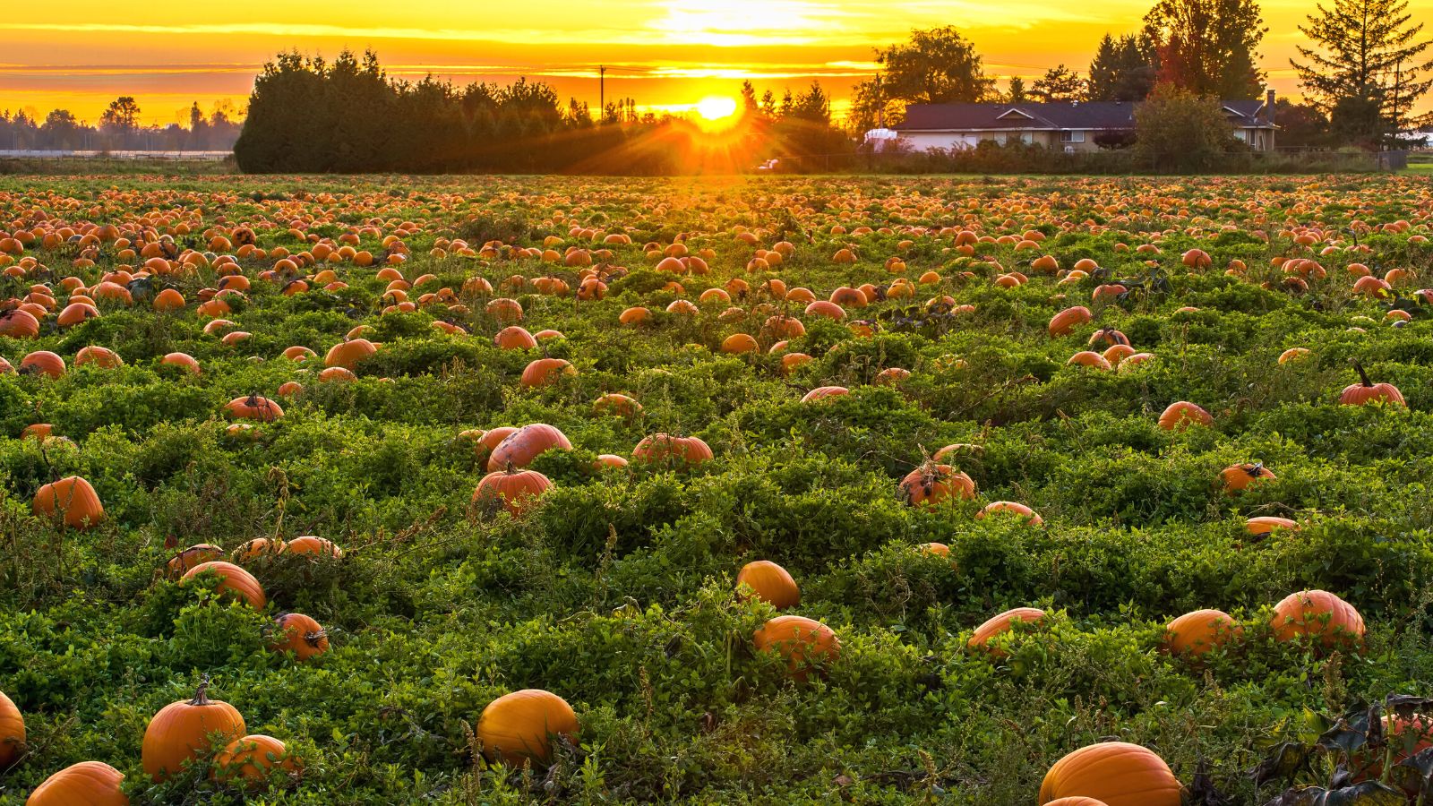 pumpkin patch at sunset