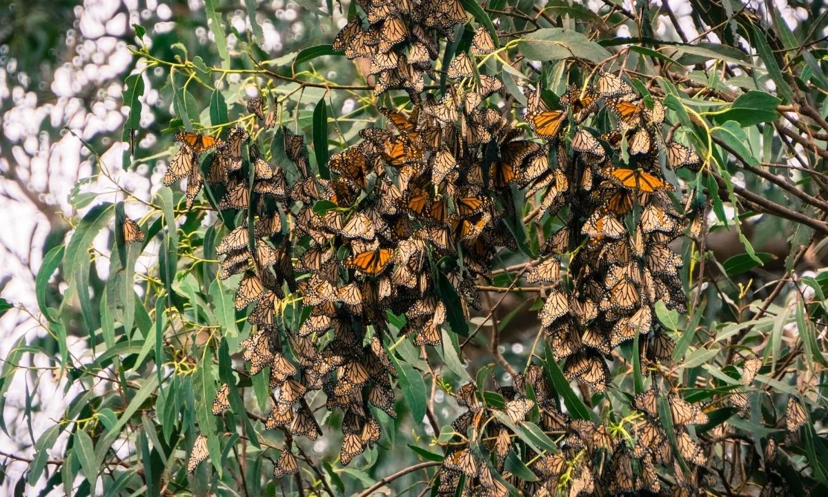 monarch butterflies in tree