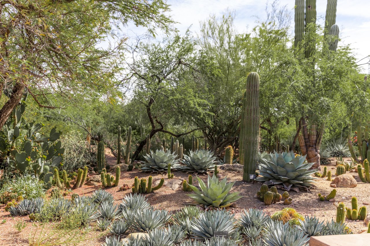 cacti in desert botanical garden tempe arizona