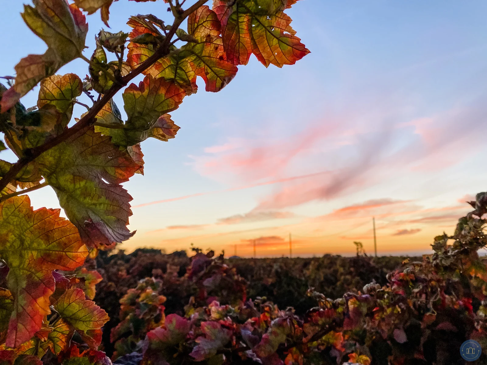 vineyard-grape-leaves-color-changing-fall-portugal