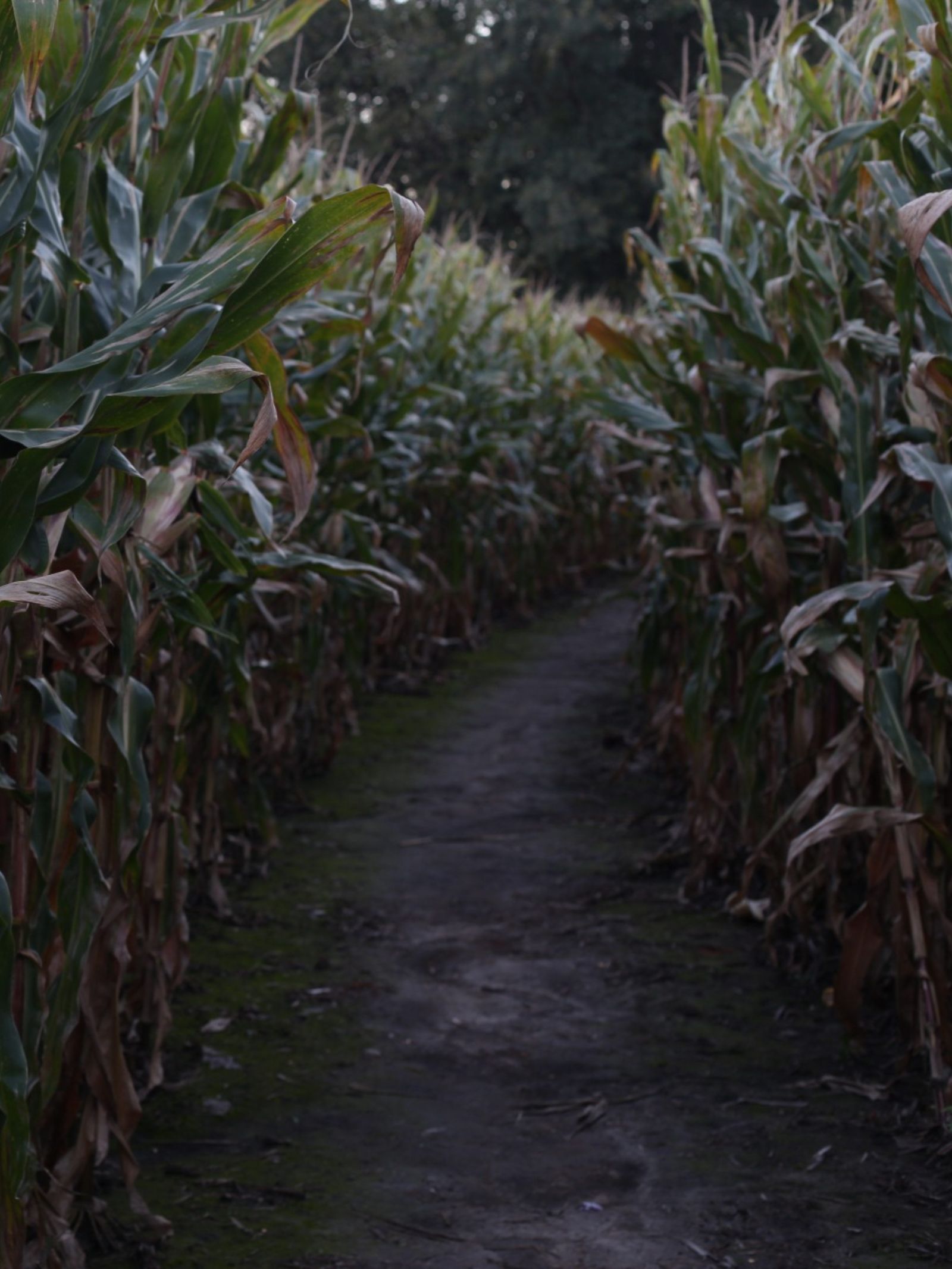 haunted corn maze path