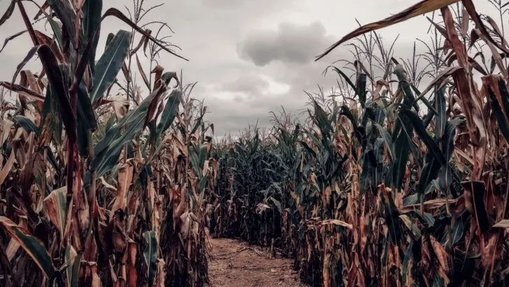 scary corn maze near me