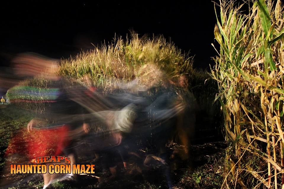 heaps haunted corn maze
