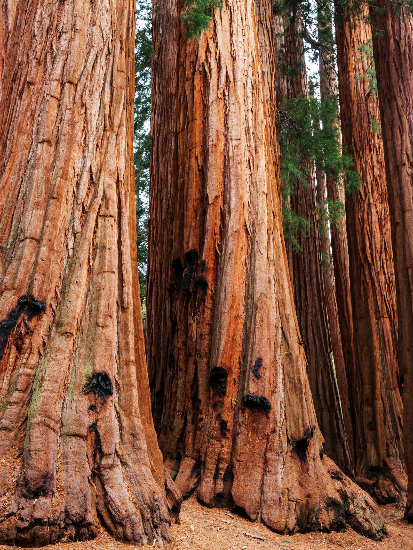 bases of sequoia trees in national park