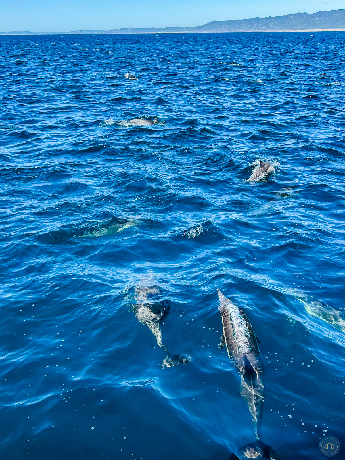 Dolphins in ocean seen during whale watching trip from oceanside california