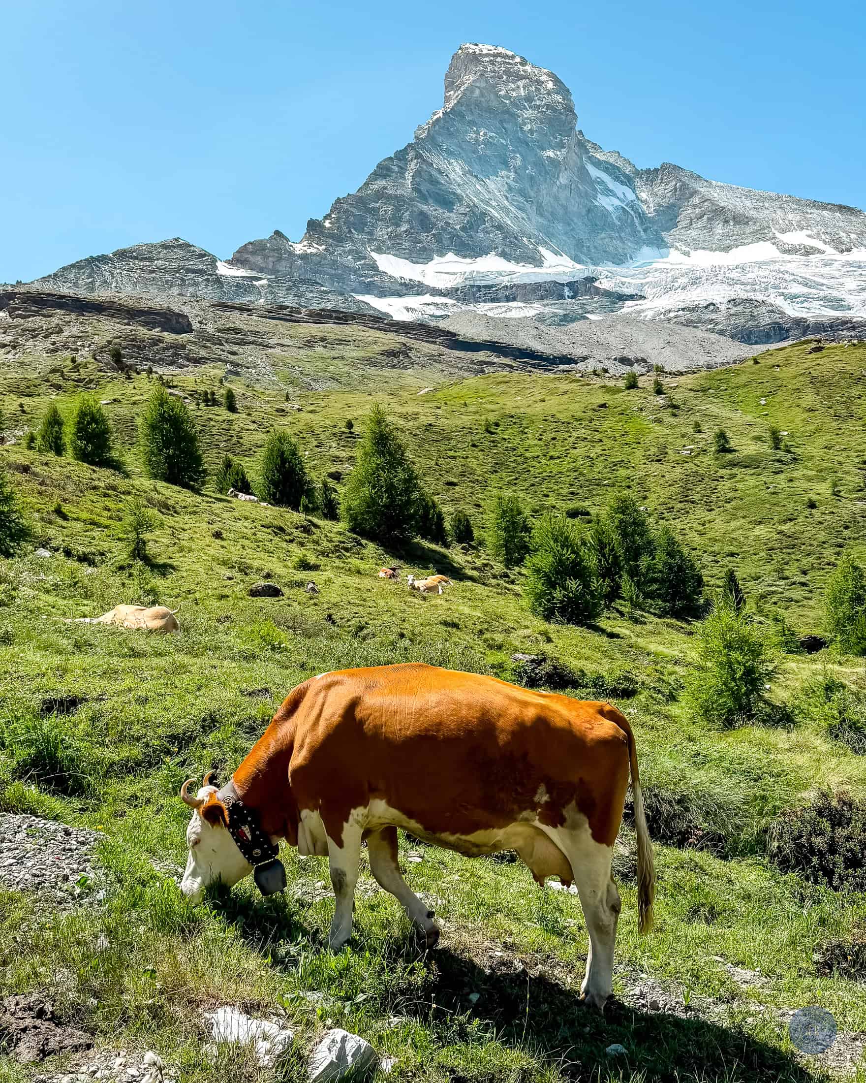 mountain cow grazing in green alpine meadow with Matterhorn mountain in background seen on hike down from Glacier Paradise