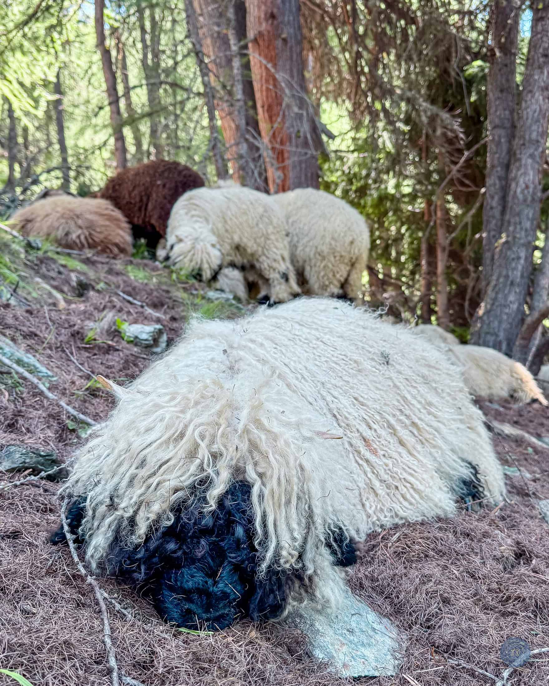 Valais black faced sheep in Switzerland near Zermatt