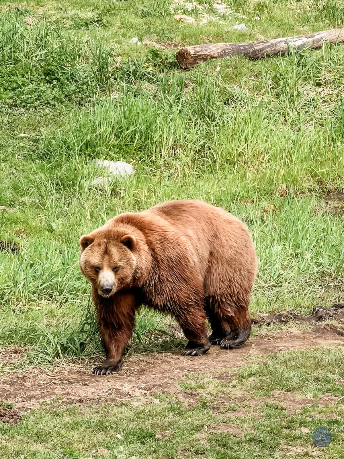 Alaska brown bear walking through grassy area at Fortress of the Bear in Sitka.